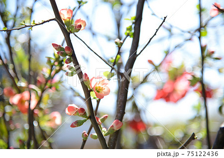 暖かな3月のある日,庭園に咲いていたボケの花 暖かな3月のある日,庭園に咲いていたボケの花 75122436