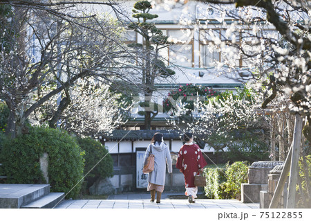 亀戸天神社 梅 亀戸天神社 梅 75122855