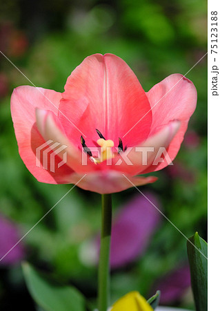赤く可愛いチューリップの花の写真素材