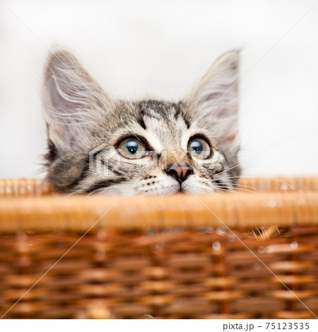 Kitten in ambush Kitten in ambush 75123535