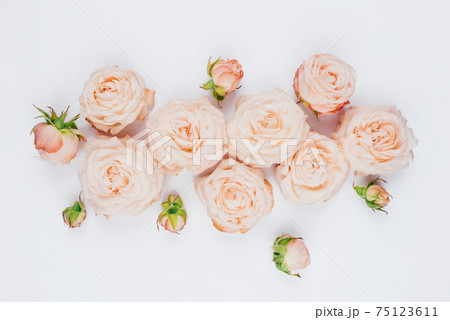 Spring background. Rose flowers on a white background. Spring background. Rose flowers on a white background. 75123611