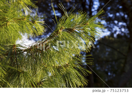 Branches of a thin-leaved pine close-up. Pinus leiophylla schiede. Green natural background. Branches of a thin-leaved pine close-up. Pinus leiophylla schiede. Green natural background. 75123753