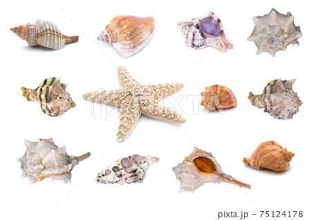 Collection of seashells isolated on white background. Full size. 75124178