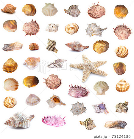 Collection of seashells isolated on white background. Full size. Collection of seashells isolated on white background. Full size. 75124186