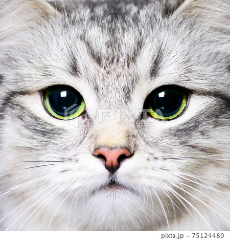 Kitty Kitty 75124480