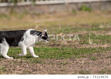 歩く猫 75124670