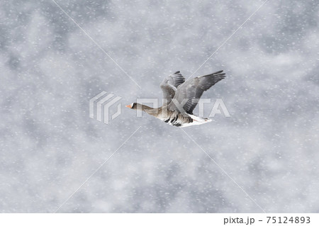 降雪の中を飛ぶマガン 75124893