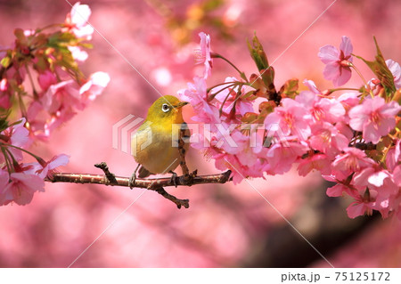メジロと河津桜 75125172