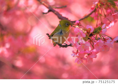 メジロと河津桜 75125175