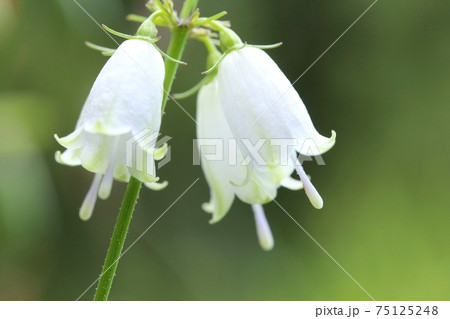 ツリガネニンジン 山野草 白い花 クローズアップの写真素材