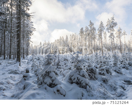 Snowy winter forest with small young snow covered spruce trees. Brdy Mountains, Hills in central Czech Republic, sunny day Snowy winter forest with small young snow covered spruce trees. Brdy Mountains, Hills in central Czech Republic, sunny day 75125264