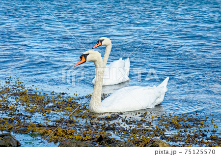 Swans in Langelinie Marina - Copenhagen - Denmark 75125570