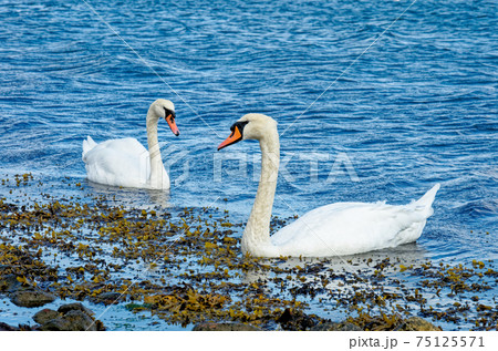 Swans in Langelinie Marina - Copenhagen - Denmark 75125571