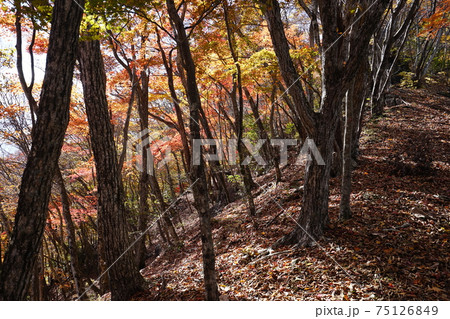 群馬県中之条町　秋の石尊山登山道　カエデの紅葉の林 75126849