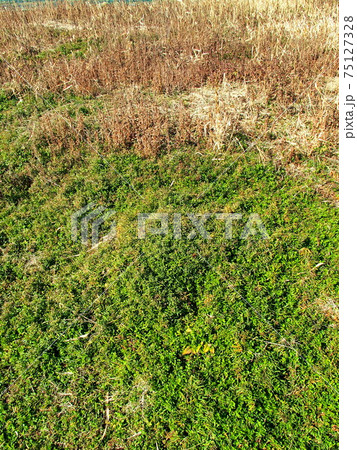 若草芽生える枯れ野風景 若草芽生える枯れ野風景 75127328