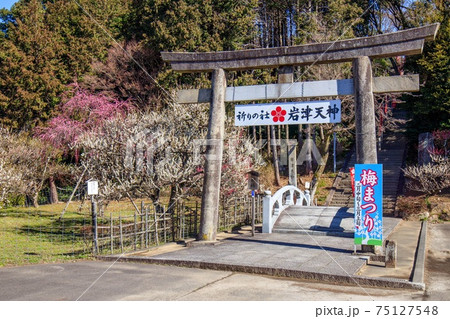 岡崎 岩津天神 鳥居と梅の花 岡崎 岩津天神 鳥居と梅の花 75127548