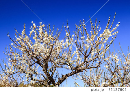 岡崎　岩津天神　梅の花 75127605