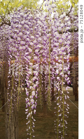 良い芳香を放ち咲く美しい藤の花房の写真素材 [75128049] - PIXTA