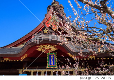岡崎 岩津天神 拝殿と梅の花 岡崎 岩津天神 拝殿と梅の花 75128115