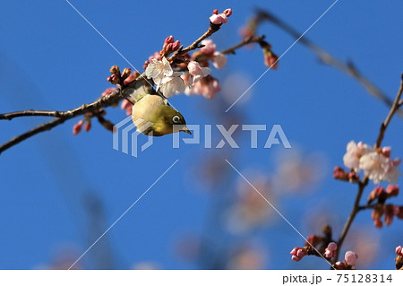 大寒桜とメジロ 75128314