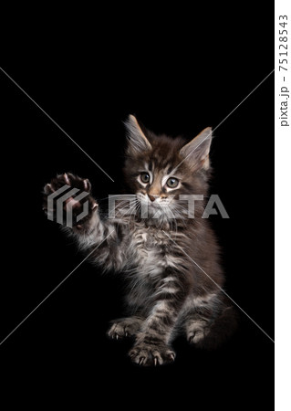 curious playful maine coon kitten lifting paw on black background curious playful maine coon kitten lifting paw on black background 75128543