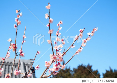 岡崎　岩津天神の梅の花 75128898
