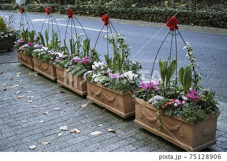 花を植えたプランターが置かれた歩道 12月東京の写真素材 7516