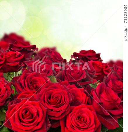 dark red roses in garden dark red roses in garden 75128984
