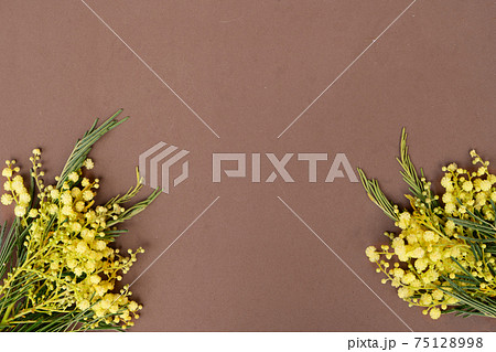 Mimosa fresh flowers 75128998