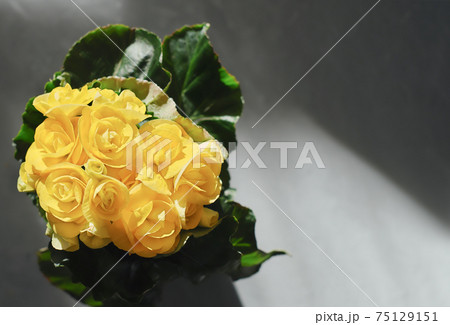 floral background yellow begonia close up floral background yellow begonia close up 75129151