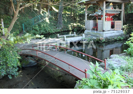 泉が森の池 泉が森の池 75129337