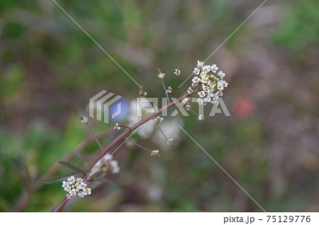 ナズナ ナズナ 75129776