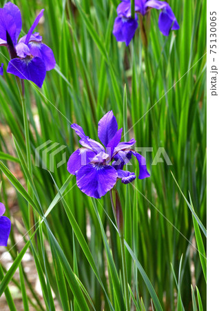 青色の花を咲かせたあやめを撮影した写真の写真素材