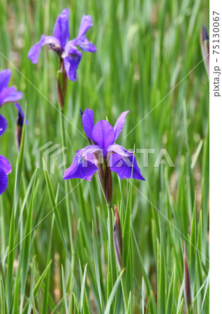 青色の花を咲かせたあやめを撮影した写真の写真素材