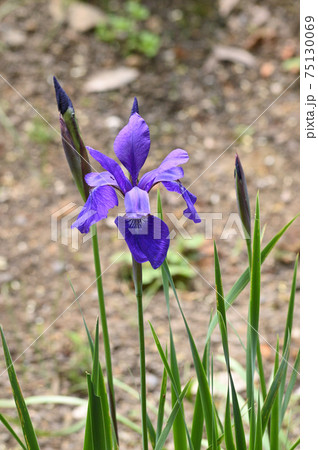 青色の花を咲かせたあやめを撮影した写真 青色の花を咲かせたあやめを撮影した写真 75130069