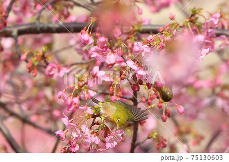 四浦半島の河津桜とメジロ 四浦半島の河津桜とメジロ 75130603