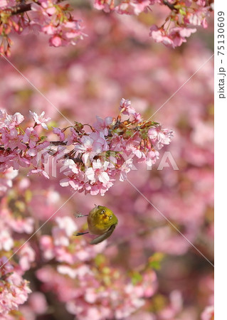 四浦半島の河津桜とメジロ 75130609