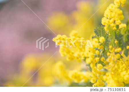 ミモザと桜の背景ボケ 75130651