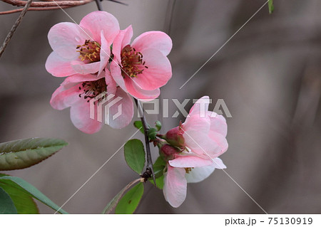 華やかに咲く 華やかに咲く 75130919