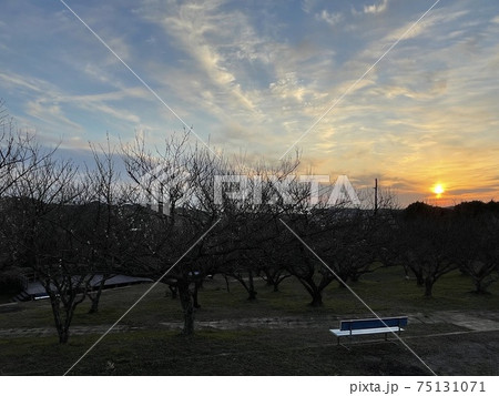梅公園の夕焼けの空 梅公園の夕焼けの空 75131071