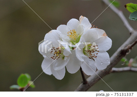 華やかに咲く 75131337