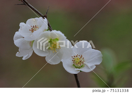 華やかに咲く 75131338