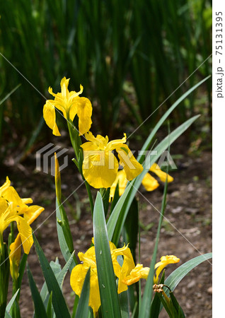 黄色の花を咲かせたキショウブと推定される植物を撮影した写真 75131395