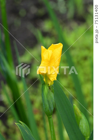黄色の花を咲かせる直前のキショウブと推定される植物を撮影した写真 75131400