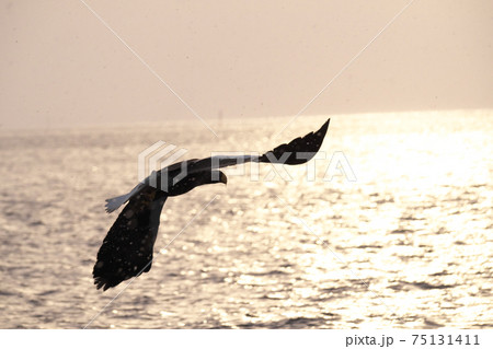 朝日に向かって飛ぶワシ 朝日に向かって飛ぶワシ 75131411