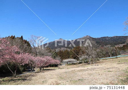 筑波山と早咲きの桜 筑波山と早咲きの桜 75131448