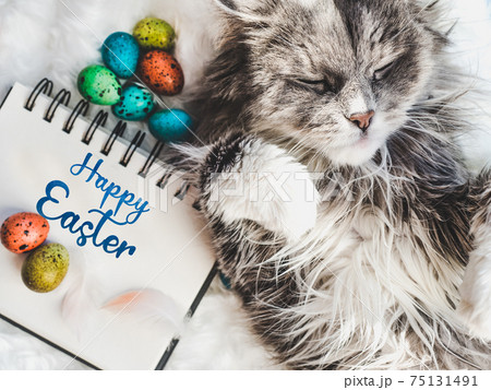 Charming kitten and Easter eggs painted in bright colors Charming kitten and Easter eggs painted in bright colors 75131491