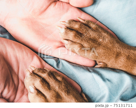 Male hands and paws of a puppy. Close-up Male hands and paws of a puppy. Close-up 75131711