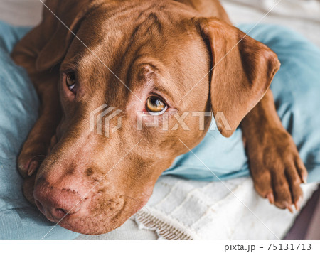 Lovable, pretty puppy of chocolate color. Close-up Lovable, pretty puppy of chocolate color. Close-up 75131713