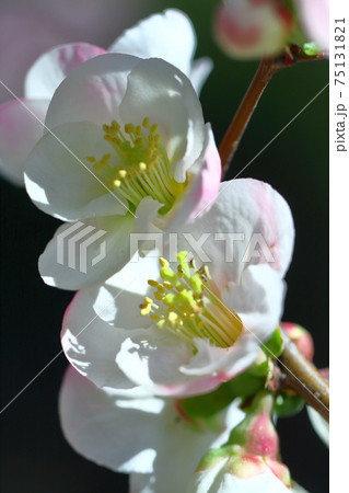 華やかに咲く 75131821